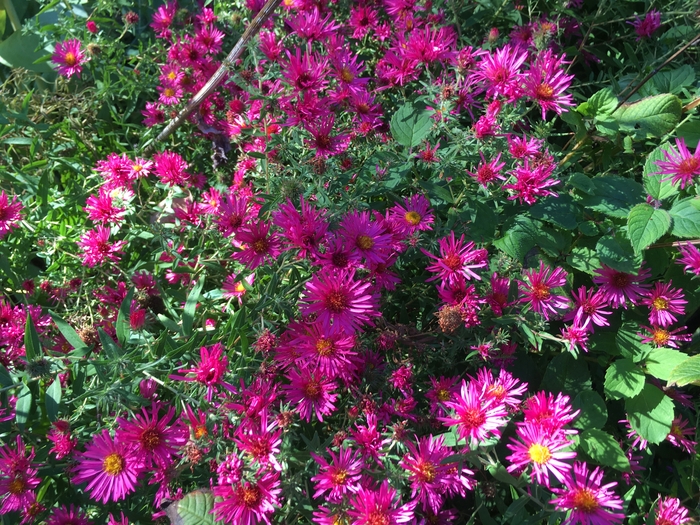 United State Botanical Garden