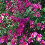United State Botanical Garden