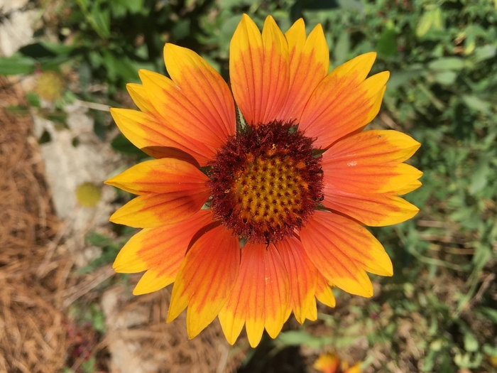 United State Botanical Garden