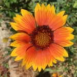 United State Botanical Garden