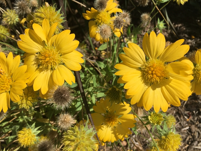 United State Botanical Garden