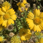 United State Botanical Garden