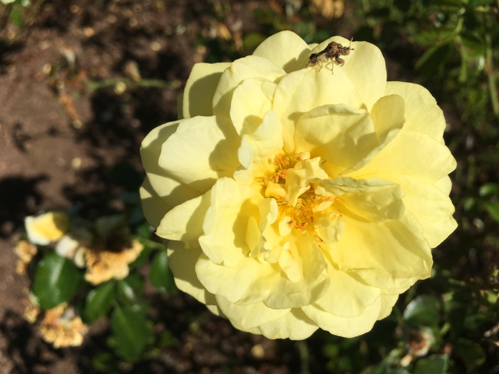 United State Botanical Garden