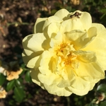 United State Botanical Garden