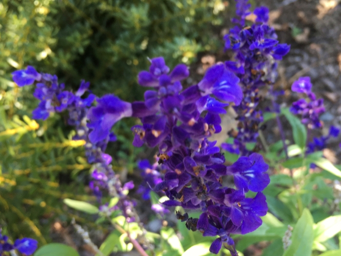 United State Botanical Garden