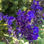 United State Botanical Garden
