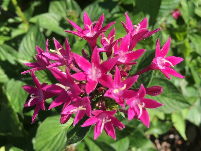 United State Botanical Garden