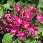 United State Botanical Garden