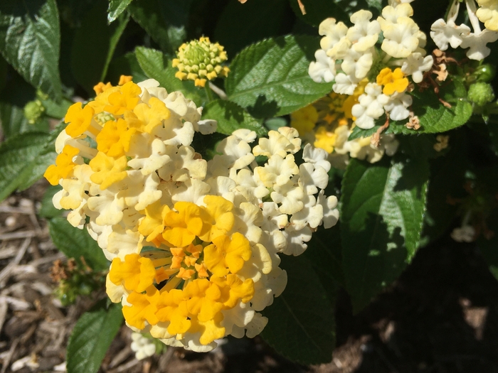 United State Botanical Garden