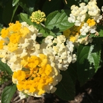 United State Botanical Garden
