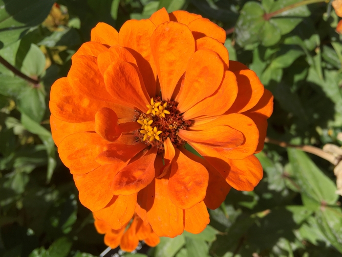 United State Botanical Garden