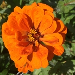 United State Botanical Garden