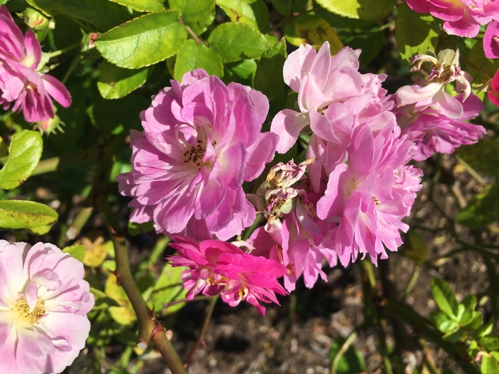 United State Botanical Garden