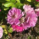 United State Botanical Garden