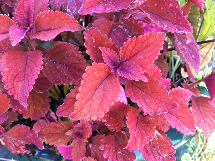 United State Botanical Garden