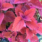 United State Botanical Garden