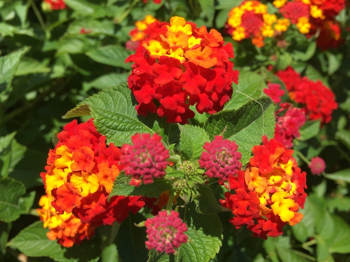 United State Botanical Garden