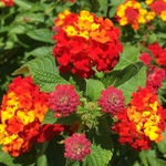 United State Botanical Garden