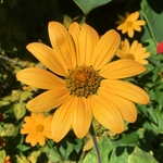 United State Botanical Garden