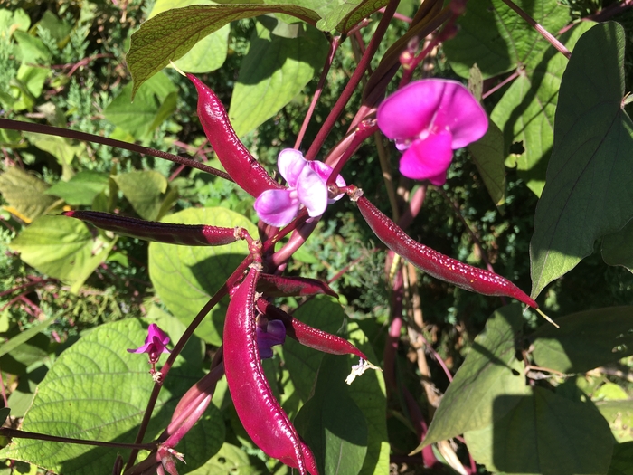 United State Botanical Garden
