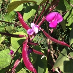 United State Botanical Garden
