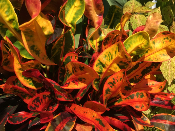 United State Botanical Garden