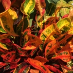 United State Botanical Garden