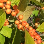 United State Botanical Garden