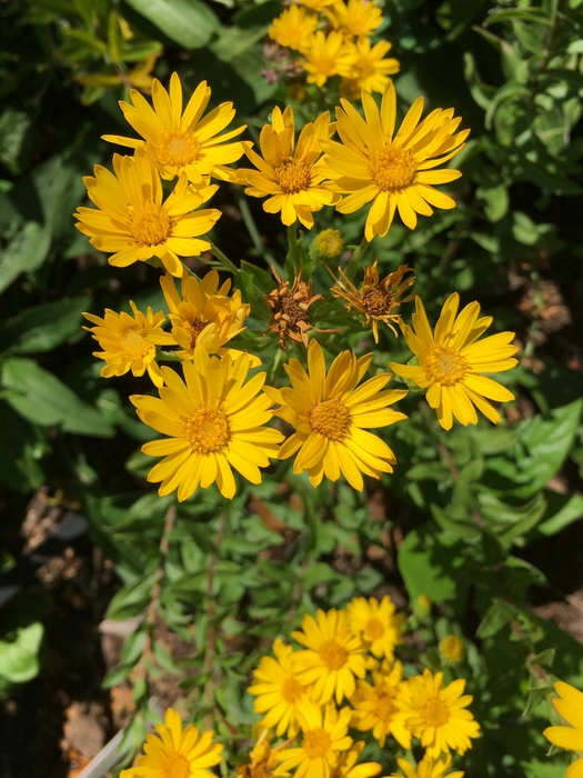 United State Botanical Garden