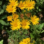 United State Botanical Gardens