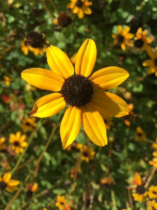 United State Botanical Garden