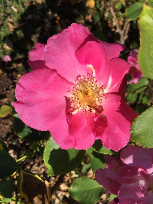 United State Botanical Garden
