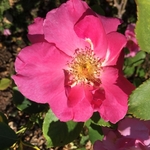 United State Botanical Garden