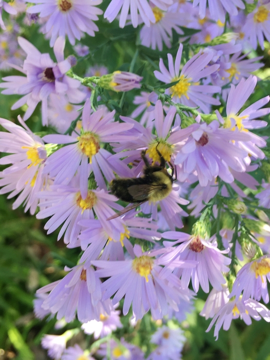 United State Botanical Garden