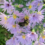 United State Botanical Garden