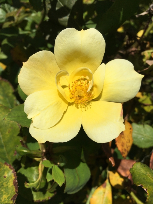 United State Botanical Garden