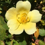 United State Botanical Garden