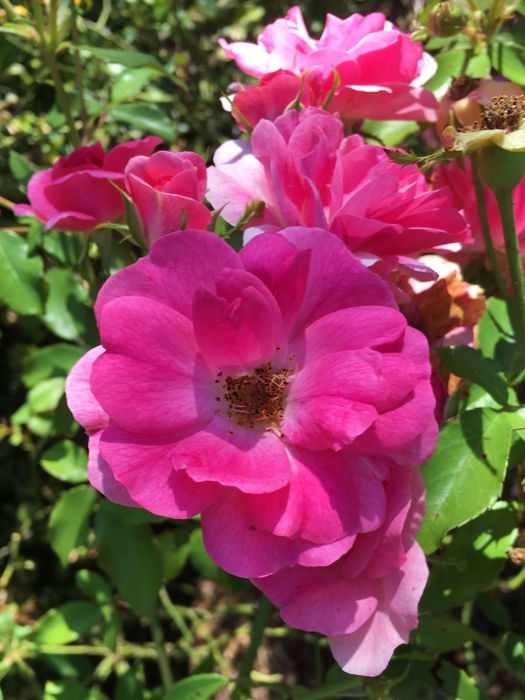 United State Botanical Garden