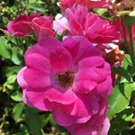 United State Botanical Garden