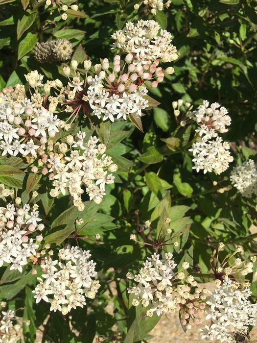United State Botanical Garden