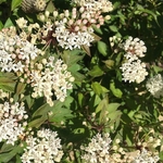 United State Botanical Garden