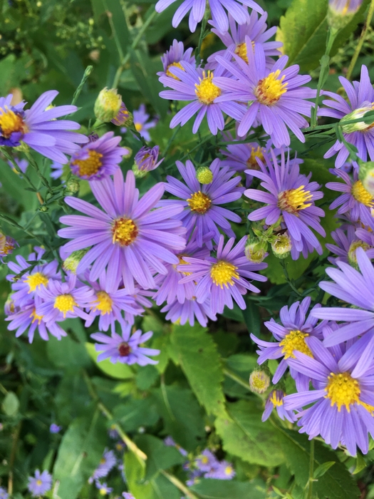 United State Botanical Garden