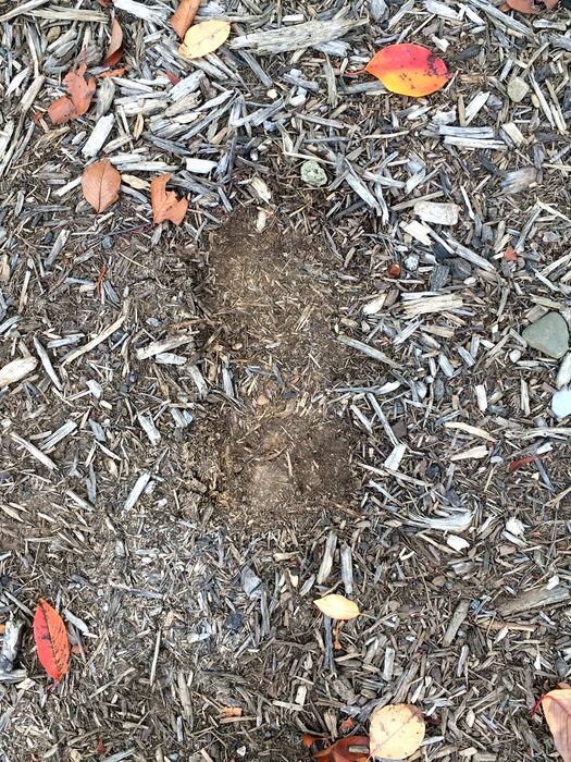 My Footprint