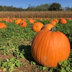 Walker Farm
