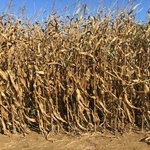Walker Farm