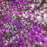 Pixelbloom