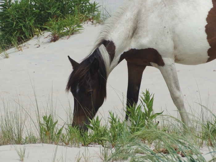Assateague Island