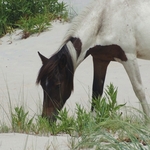 Assateague Island