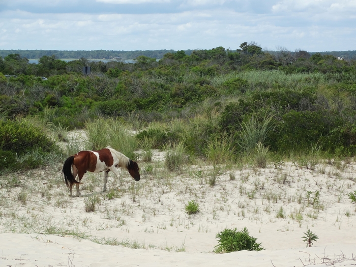 Assateague Island