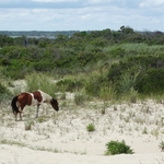 Assateague Island
